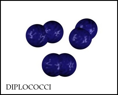 diplococci